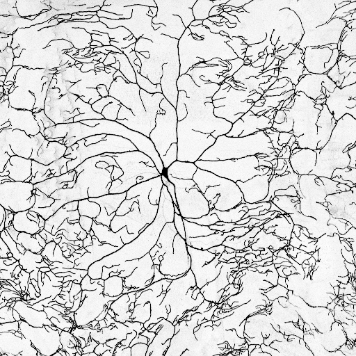 Microscopy image of daIV neurons