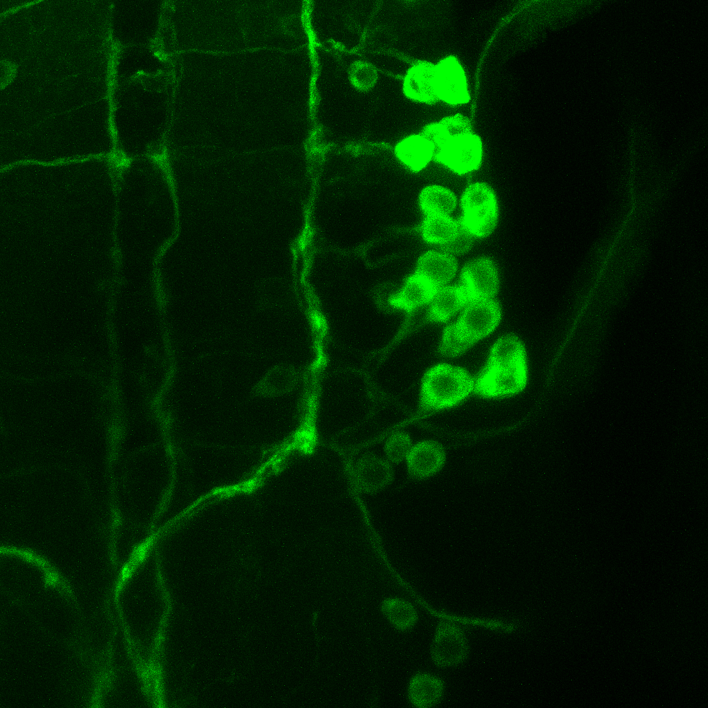 GFP image of c929 sample