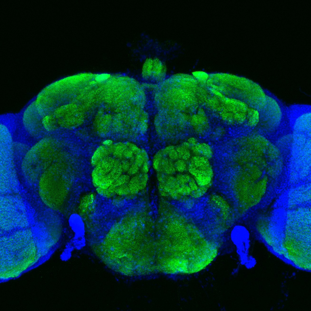 Fly brain nucleus and neuropil microscopy image
