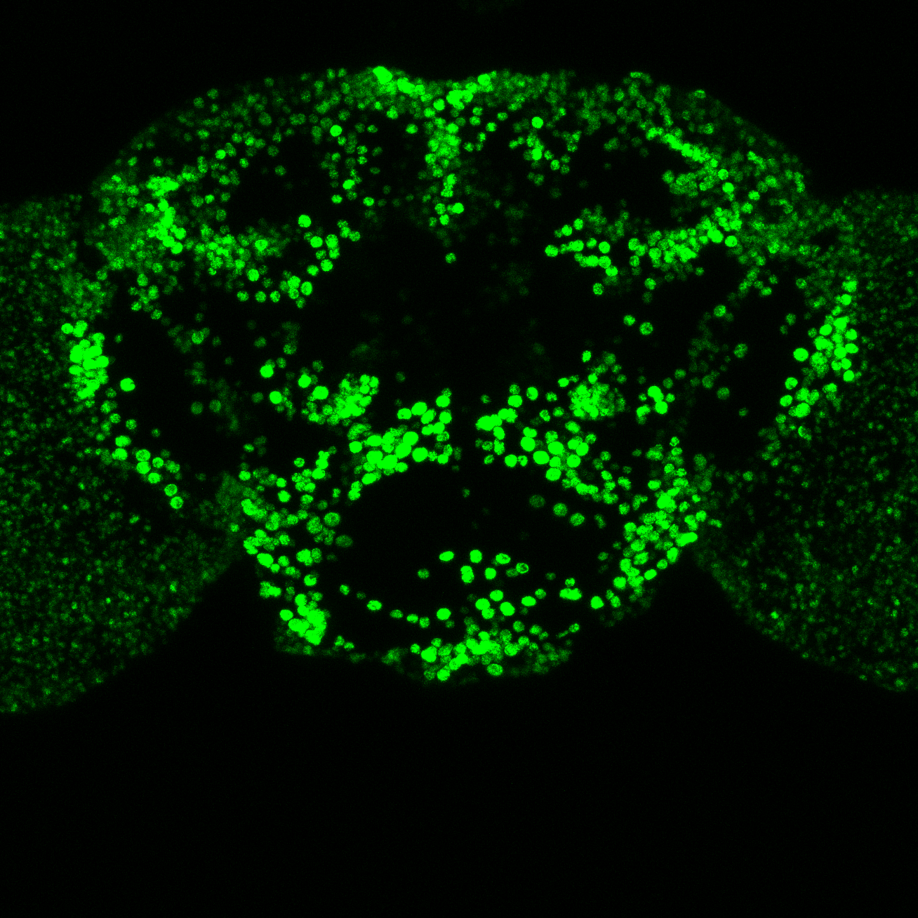 Fly brain OK371 microscopy image